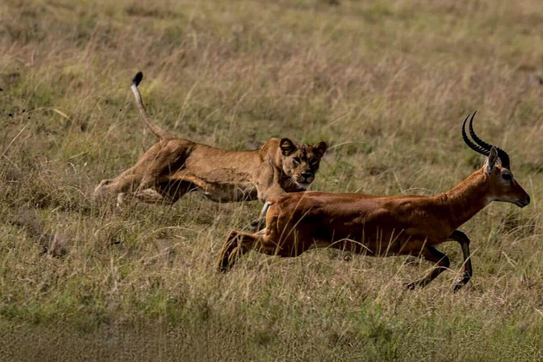 Hunting in Ntungamo, Uganda: A Unique Destination for Adventurous Hunters Seeking Thrilling Encounters