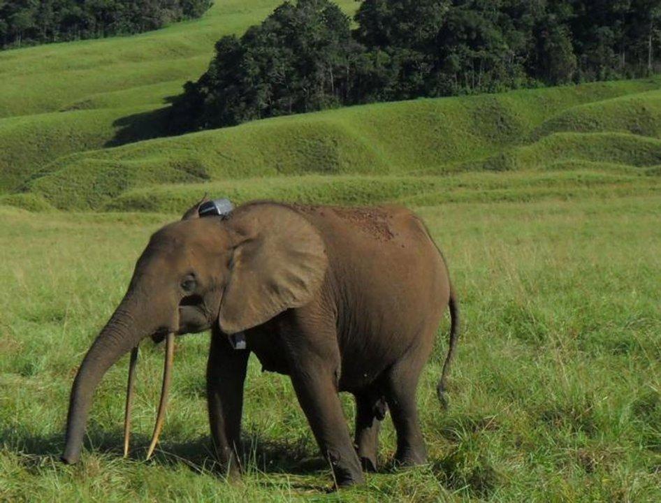 Hunting in Ogooué-Maritime, Gabon: Legislation and Laws, Geography and Seasons, Demographics of Gabon