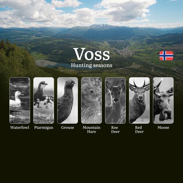 Voss: Hunting Seasons and Timing, Regulations and Licensing, Required Documents and Procedures, Tips for Hunters