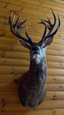 Red deer