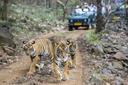 How the return of poaching threatens India’s tiger success story
50 Years of Project Tiger: India’s wildlife authorities insist poaching is not happening at an ‘alarming’ rate, but campaigners and local rangers say grim incidents of dead tigers being found without claws, whiskers and teeth are part of a bigger and growing problem. Arpan Rai reports from Madhya Pradesh, India

The poachers who killed T32 in India’s Madhya Pradesh had a simple plan, and executed it at night. Running wire through a field and applying a strong current, they electrocuted the tigress as she patrolled her territory, beating her to death after she lost consciousness. They then pulled out her canines, whiskers and claws before dumping the body in a village well, weighted down by a stone.

T32 was declared missing by rangers, until three days later the stone gave way and her remains floated up to the surface of the well. The grim image of the tigress’s mutilated body floating in the water sent ripples of outrage through the conservation community.

Here in the dense forests in the heart of central India, the reserves of Madhya Pradesh are playing a crucial role in what the government says is the success story of Project Tiger. Launched 50 years ago, the country’s flagship conservation programme has seen tiger numbers rise from 2,967 to 3,167 as of the latest census released by prime minister Narendra Modi this April.

Yet while this figure was lauded as “an achievement not only for India, but for the entire world” by Modi and celebrated by the country as a whole, conservationists say this actually represents the smallest increase in tiger numbers for a five-year period going back at least two decades.

Another number, they say, should be getting more attention – the 324 tiger deaths India has seen in just the last 29 months, equivalent to the loss of one tiger every three days. At least 87 tigers have already died this year alone.

Some deaths must inevitably be the result of old age, sickness or natural competition between these fearsome and territorial predators. But poaching is also a major factor, one which is rarely acknowledged, let alone debated, in the official conversation around India’s tiger success story.

The last time tiger poaching got out of control in India it had a devastating impact on the overall population of the animals: official figures show that between 2002 and 2006, the country lost a total of more than 2,200 tigers.

A return to those days is many conservationists’ worst nightmare, and there are concerns that Madhya Pradesh is emerging as a new hotspot for poachers, accounting for more than 90 of the deaths between 2021 and April 2023.

Besides the way the body had been disposed of, the fact that T32 was found with claws, whiskers and canines missing is an unmistakable indicator that she was poached, says Vincent Rahim, who was the top forest official at Bandhavgarh national park at the time.

During Rahim’s tenure another star tigress also died in suspicious circumstances. Solo was seen as the park’s friendliest tiger and a tourist’s delight, undisturbed by the noise of jeeps and canter vans and always happy to put on a display.

In October 2020 she was found dead alongside her cub, and while no official reason has ever been given for her death, officials and locals believe she was poisoned. “Some traces of poison were found in her stomach in the autopsy,” says Rahim, adding that mystery remains over why she was targeted.

One theory is that Solo was poisoned by villagers, possibly angered by the threat she and other tigers pose to their livestock. Villagers have been known to use commonly available pesticides as a reliable method of killing big cats, says Kuldeep Chaturvedi, a member of the tiger protection force in Bandhavgarh tiger reserve.

Rahim describes Solo’s death as a “huge loss for the park”, and as sad as it was shocking. But the cause of death was not a surprise, recognised as one of the two most common ways in which tigers are deliberately killed in India.

“[This is] how tigers die – either they are poisoned out of vengeance or they are electrocuted,” the tiger reserve’s current sub-divisional officer Sudhir Mishra tells The Independent. “You cannot rule out poaching, it is not going away, ever,” he adds.
Some poaching of tiger parts is most likely opportunistic – villagers kill an animal who was threatening their farms, and then try to sell some of the remains knowing they will fetch large prices on the black market. Poached tiger parts can go for anywhere between £1,000 and £100,000 in Nepal and China, officials told The Independent.

Such amounts draw organised criminals as well, as was suspected to be the case in Tamil Nadu earlier this year when a group of men and women travelled from northern India to seek employment as labourers in the Nilgiris tiger reserve in order to hunt the big cats at night, police say. They were caught during one such poaching attempt and arrested in February.

“The modus operandi was simple, they would trap a tiger, skin it and sell it along with the bones and canines,” says a top forest official in Nilgiris who was directly involved in the arrest.

The official says they are now investigating the poachers’ possible connections in other parts of the country, as well as the established logistics network that transports the tiger parts via train to port cities like Chennai, and from there to Bangladesh, Nepal and China.

It means the rangers in Madhya Pradesh are always on the lookout for both the poachers and their support networks – keeping one eye on the forest inside the reserve, and the other on key railway junctions like Katni which connects central India to major ports.

While the most lucrative black markets for tiger parts are in traditional medicine abroad, there are also plenty of superstitions and occult practices around the animals in India that create local demand for parts.

“If you mix tigers’ whiskers in your enemy’s food, be assured that the person will die within a month and a half. No medicine in the world can stop it,” one villager employed in the national parks tells The Independent.

Tackling such views and creating a sense of pride in tiger protection among locals is one of the most important and challenging tasks for forest officials. There are more than 5,000 people living within Bandhavgarh tiger reserve, with small pockets of villages having schools, pharmacies, local grocery stores and even grounds for holding social functions within the protected area.

It is the perfect set-up for human-animal conflict. Gudda, a 50-year-old villager who was attacked by a tiger in February this year while grazing his cattle, says the attack occurred at a time when tigers are normally not active – around 1pm in the afternoon.

Gudda tells The Independent he had no warning before the attack apart from the gentlest rustling of nearby leaves. He turned and saw nothing, but then was slammed off his feet by a force that felt like a hurricane.

He landed face-to-face with a snarling fully-grown tiger, a dominant male well-known to those who live in the village which he counts as his territory alongside a fellow tigress and their cubs.

The tiger looked Gudda in the eye and then went for his face. The cattle-herder reacted instinctively by raising his right forearm, offering it to the tiger instead. “I wanted to stop the tiger from eating my face,” he says.
Gudda howled for help, screaming “come running, save me, I am being eaten alive”, but with the nearest houses still far away he had little hope of rescue. “I knew I was going to die just like hundreds of other villagers who previously succumbed to tiger attacks,” he tells The Independent.

Then suddenly, almost as if he changed his mind, the tiger walked off.

Chaturvedi says this part of Madhya Pradesh sees between 10 and 15 such instances a year of tigers charging villagers while they graze their cattle, and that deaths are also not uncommon. Persuading these same villagers to help protect tigers from poachers is not always easy.

Many of the villagers living around or in tiger reserves consist of tribal communities long associated with tigers, like the Baheliyas – which is also the Hindi word for hunter. Though big cats are no longer on the menu for these groups, many continue to survive on bushmeat from spotted deer and peacocks – and tigers are inevitably caught in their traps from time to time. Traps are also laid as a protective measure by farmers, to keep grazers off their agricultural land.

SP Yadav, a top official with India’s National Tiger Conservation Authority (NTCA) and the additional director general of Project Tiger, suggests these kinds of incidents are more likely than deliberate poaching of tigers for their parts.

“There have been a few instances of electrocution of tigers and poisoning happening in Madhya Pradesh,” he admits. “Sometimes the electric fence which is used by farmers for protecting their crops has unintended consequences when a tiger strays into the field.”

He says the Indian government is working hard to prevent these accidental deaths. “Now no new [power] transmission line is permitted in protected areas [of the tiger reserve] without insulating them or bushing them,” Yadav tells The Independent.

This year, authorities have found just one case of a tiger’s skin being poached in Madhya Pradesh, he says. “In the current year, though there are 55 tiger deaths reported so far (nationally, up to March) only four cases pertain to seizure of skin, which can be attributed directly to poaching,” he says.

The Modi administration, he says, is “very well aware about the real threat posed by the trans-national poaching syndicates”.

Yadav says the NTCA maintains a national repository of camera trap photographs of tigers. “So in case of seizure of tiger skin, it is matched against the databases of the park as well as the national database to identify the origin of the skin.

“Poaching of prey and sometimes tiger cannot be ruled out, but it is not at an alarming rate,” he says.

Prominent wildlife activist Ajay Dubey disagrees, claiming that the only difference in the 50 years since Project Tiger was launched in 1973 is that hunting the animals has become illegal – but only on paper.

“Poor conviction rates along with zero tightening of legal provisions on the state level has led to the decimation of the tiger population in India,” he says, calling on the government to release state-by-state figures of the tiger population so it can be verified by local experts.

Dubey alleges that the claims made by the NTCA of rising tiger numbers on a national level do not tally with what he and other campaigners are seeing on the ground, adding that the tiger reserves of India are failing in conflict management between humans and tigers.

Mishra says his forest department in Bandhavgarh is putting the majority of its resources towards protecting wildlife and averting poaching, rather than boosting tourism or other logistical requirements, as the park is, if anything, facing a problem of plenty.

He says there are more than 150 tigers vying for space and their own territory in the reserve, with some inevitably forced to the periphery where they risk running into humans.

“Mark my words: there is a population explosion among tigers, much beyond what our existing capacity permits,” he says.

Rahim, Bandhavgarh’s former head, says reserves in Madhya Pradesh “are reaching their saturation point. Of course there will be violence and natural selection.”

Does that imply more deaths among tigers and villagers to come? “Nature and the wild will take care of it,” he says.