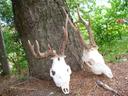 Roebuck trophies  from the North- Eastern part of Hungary
