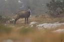  The Chartreuse Chamois is a mountain game that lives in the Chartreuse Massif, in the south-east of France. 
It is the biggest chamois with male adults being around 50-5