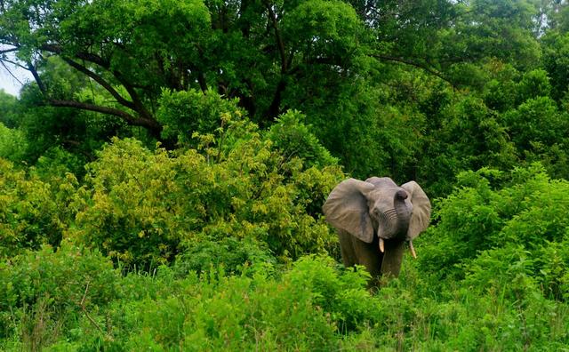 <strong>Hunting</strong> in Greater Accra: Exploring Demographics, Finding Out Types of Game, and Diving Into Local Traditions