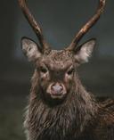 A portrait of a mature County Meath Sika stag
