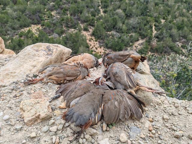 It was a wonderful hunting day 👌