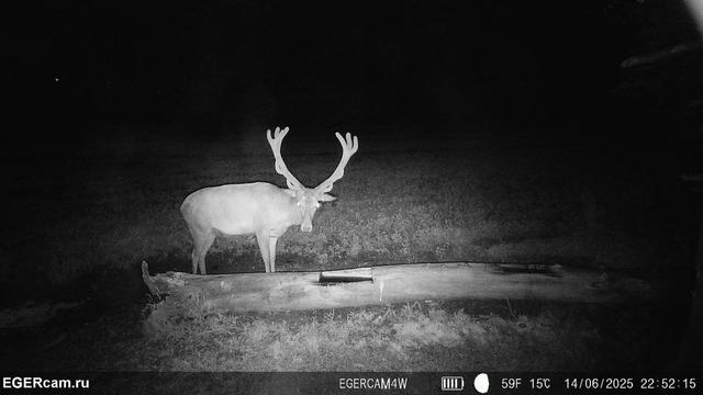 We have prepared for you a small selection of shots from camera traps of our RikaNV team in the hunting grounds of Belarus🇧🇾📸