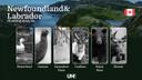 Hunting Seasons in NEWFOUNDLAND AND LABRADOR (Canada): Key Hunting Periods, Essential Regulations, and Required Licenses

Newfoundland and Labrador is a premier hunting d