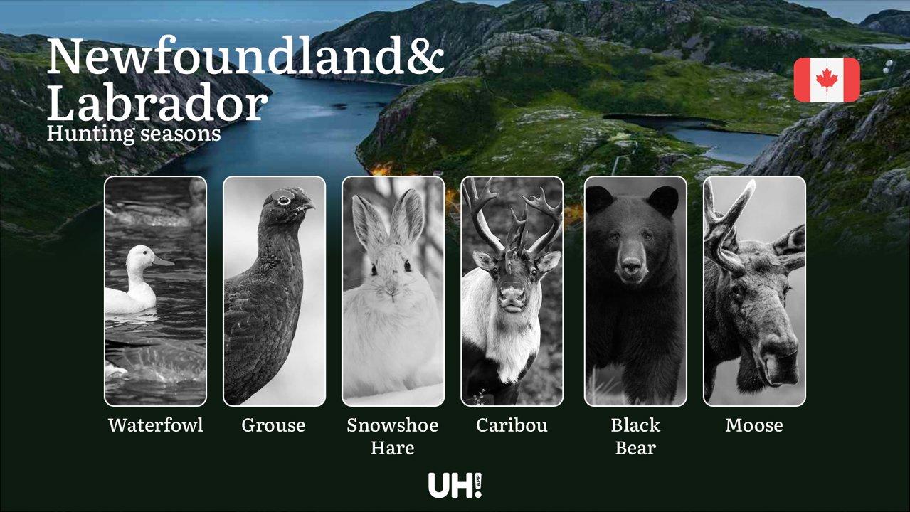Hunting Seasons in NEWFOUNDLAND AND LABRADOR (Canada): Key Hunting Periods, Essential Regulations, and Required Licenses