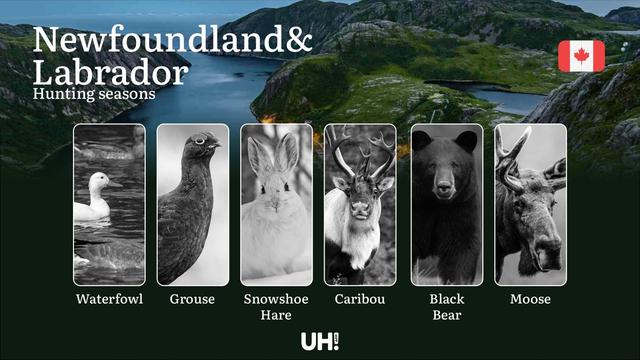 <strong>Hunting</strong> Seasons in NEWFOUNDLAND AND LABRADOR (Canada): Key <strong>Hunting</strong> Periods, Essential Regulations, and Required Licenses