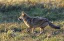 Coyote hunting is one of the most common forms of predator hunting that humans partake in. There are not many regulations with regard to the taking of the coyote which me