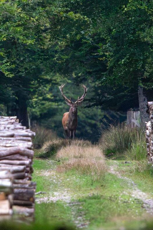 Le roi de la forêt