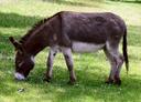 Домашний осёл


Дома́шний осёл, или иша́к (лат. Equus asinus[1][2], или Equus africanus asinus[3]), — одомашненный потомок дикого осла (Equus africanus), сыгравший важную историческую роль в развитии хозяйства и культуры человека и по-прежнему широко распространённый (более 40 миллионов) в хозяйстве многих развивающихся стран. Небольшое количество ослов содержится для разведения или в качестве домашних животных в развитых странах. Осёл использовался в качестве рабочего животного не менее 5000 лет.

Первые ослы были одомашнены около 3000 г. до н. э., вероятно, в Египте или Месопотамии[4][5], и распространились по всему миру. Все одомашненные ослы относятся к африканским ослам, попытки же приручить куланов (азиатских ослов) всегда оставались безуспешными. В то время как число одомашненных видов растёт, африканские дикие ослы являются исчезающим видом.