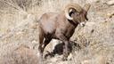 Pneumonia found in bighorn sheep in Montana
Nine bighorn sheep that were recently introduced into the Little Belt Mountains of Montana have died from pneumonia. Several o