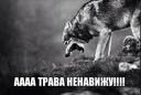 Мемы про волков
