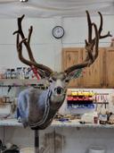 Giant mule deer put together today.