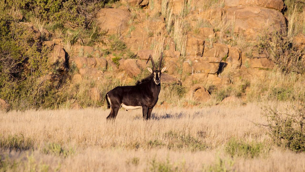 Hunting in Malanje, Angola: A Look at Wildlife, Associations, Notable Facts, Hunting Methods, Traditions and Laws  