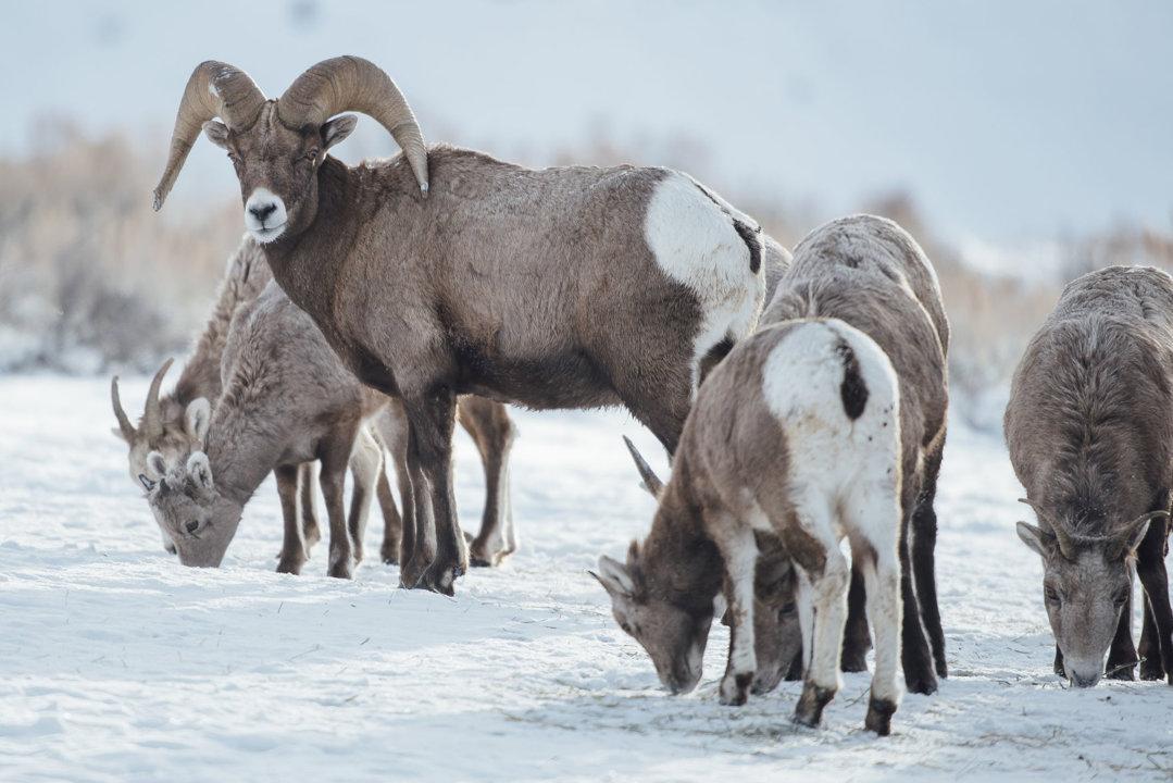 Jagd in Bruck an der Leitha: Jagdbare Arten, Landschaft, Jagdmethoden, Rahmenbedingungen, Jagdzeiten, Jägerstatistik, Traditionen, Jagdorganisationen, Top-Reviere, Fakten