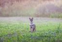 Capturing the Curiosity of a Majestic Jackal in Romania

In the rugged landscapes of Romania, where nature thrives in all its untamed glory, a curious young golden jackal