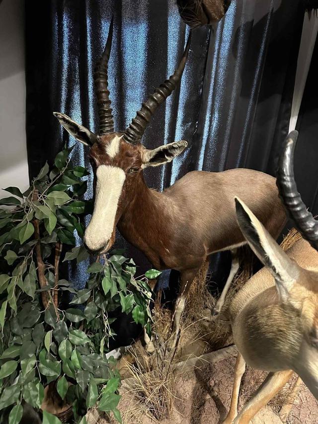 AFRICAN MOUNTS FOR SALE!