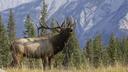 Colorado Parks and Wildlife seeks elk poacher

It’s definitely offseason for elk hunting, but someone didn’t get the message. Colorado Parks and Wildlife (CPW) is looking for any leads in a recent poaching incident that occurred in Park County, Colorado around June 26.

A large bull elk carcass was left to waste with the majority of the meat still there, according to Channel 9 News. CPW believes the elk was illegally shot between June 24 and 26 in the area between Como and Hartsel, west of Colorado Springs. The carcass was dumped along Pike National Forest Road 146.

A high-power rifle was used and only the backstraps and one antler was removed. The rest of the carcass was left to rot. CPW is hopeful that campers or residents in the Tarryall area or the Indian Mountain Buffalo subdivisions may have seen something related to the crime.

“This was a senseless and disgraceful act which demonstrates a complete disregard for Colorado’s wildlife,” said Ian Petkash, CPW District Wildlife Manager. “The parties responsible need to be held accountable.”