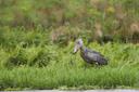 Luuka Uganda Hunting: Traditions and Cultural Practices of Hunting in Luuka, Nile Delta Birding & Small Game Seasons

Geographical Features and Natural Landscape

Luuka, 