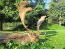 Huge fallow deer ( Dama dama)  in the gold medal class,  hunted with Pannonvad  in Hungary .

Damhirsch , Goldmedaillen Klasse , in Ungarn mit Pannonvad .
Daino con trofeo medagliato con oro C. I . C ., cacciato in Ungheria con Pannonvad. 

Daim dans la catégorie medaille d'or C.I.C. , chassé en Hongrie avec Pannonvad.