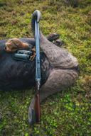 Heavy Bossed Buffalo Bull  pushing 47",  hunted in East Cape, South Africa with an overjoyed client a few days ago...goosebumps and humbled simultaneously... passionate about hunting and conservation.  Thank you to all our clients for 24 years of conservation through sustainable hunting. There is still time to book for 2024, or book now for 2025!

Ready to write your own hunting tale in Southern Africa? Book your safari with us today!

#hunter #huntingafrica #huntingdangerousgame #huntingsouthafrica #biggame #huntingsafari #plainsgamehunt #hunting #dangerousgamehunting #wildlife #southafrica #lion #UmliloSafaris #kalahari #Tsessebe #impala #yellowblesbuck #copperspringbuck #blackimpala #outdoors #caza #safari