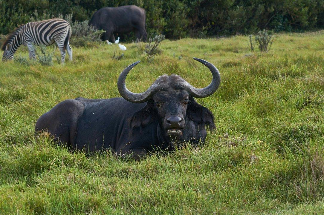 Hunting in Littoral: A Comprehensive Guide for Hunters – Exploring Opportunities, Challenges, and Conservation Efforts (PART 1)