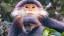 Vividly coloured and with a Zen-like calmness, Red-shanked Douc Langurs are critically endangered by #palmoil and other #deforestation along with #hunting throughout their range. Help them and be #vegan #Boycottpalmoil #Boycott4Wildlife https://palmoildetectives.com/2021/01/25/red-shanked-douc-langur-pygathrix-nemaeus/ via 
@palmoildetect