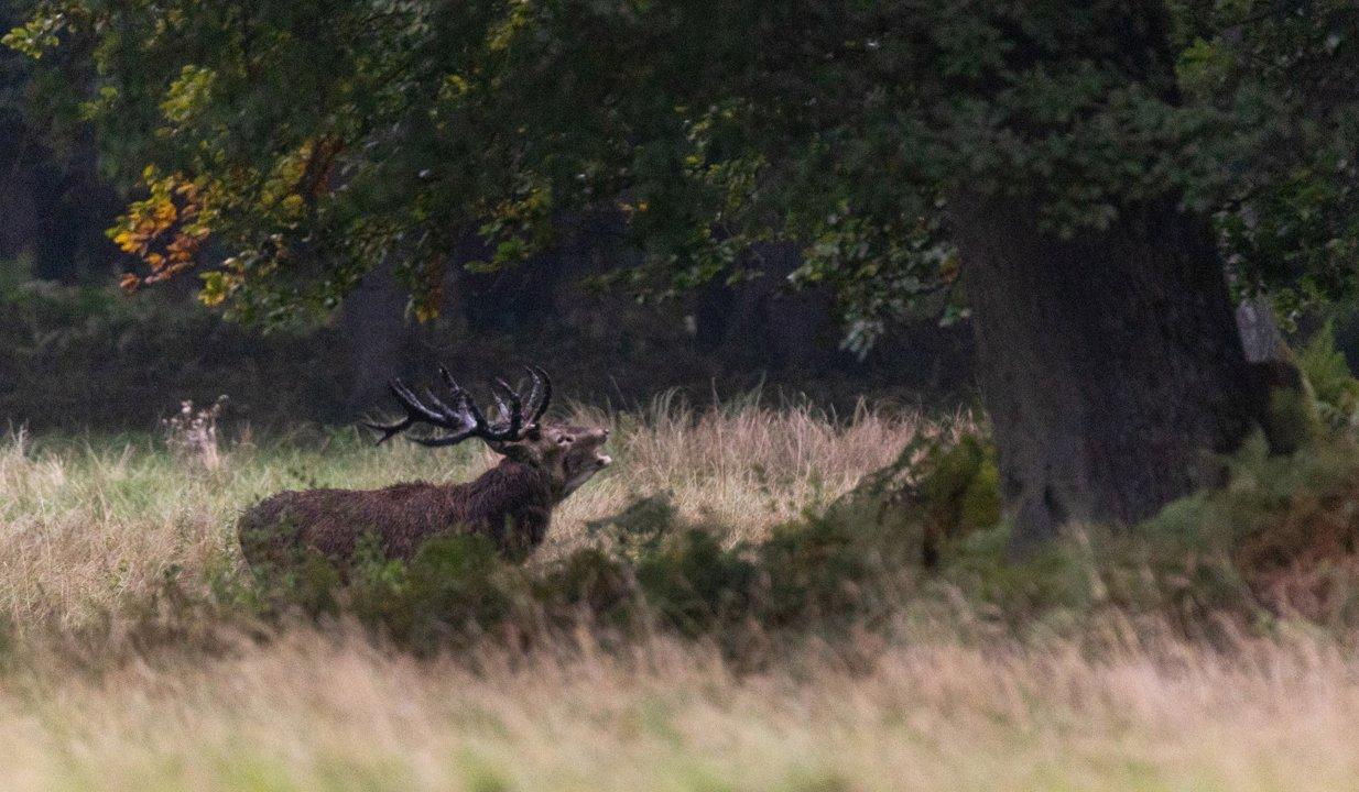 Jagd in der LÜNEBURGER HEIDE: Jagdliche Demografie der Region, Wildarten, Jagdmethoden, Traditionen und rechtliche Grundlagen im Überblick