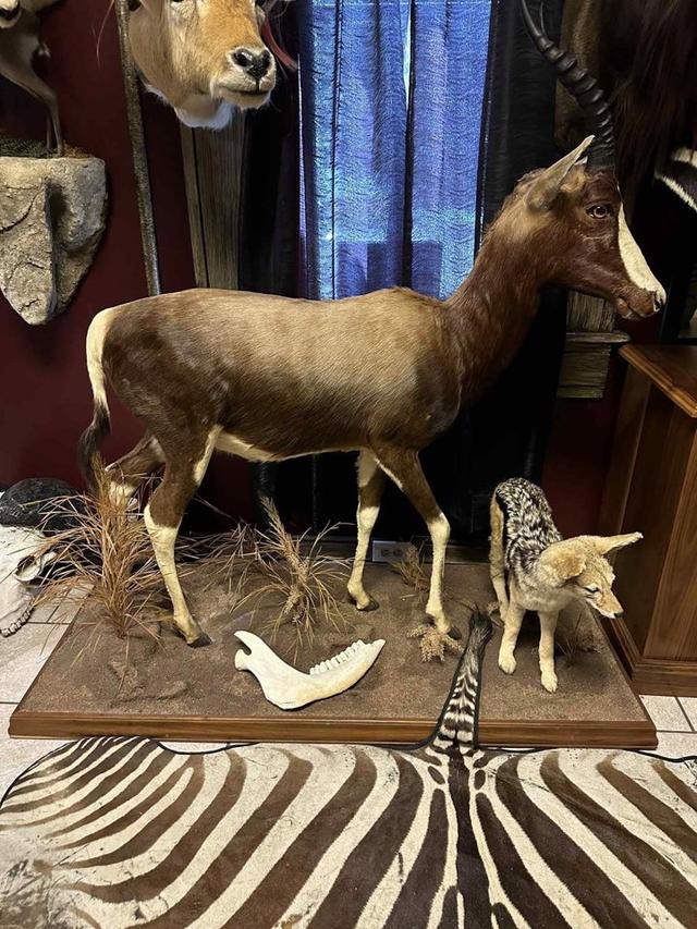 AFRICAN MOUNTS FOR SALE!