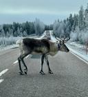 View from our car window. Reindeer clearly didn’t want us to leave the Lapland (in Finland) 😄