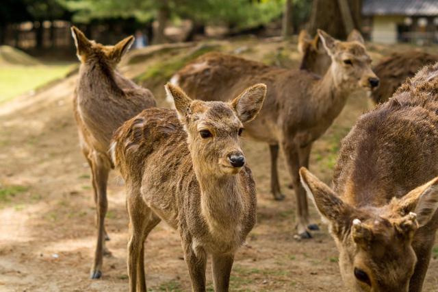 鳥取の<strong>狩</strong>猟スポット徹底解説：砂丘と山間部の野生動物