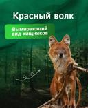 Красный волк - наиболее редкий вид волков, занесенный в Международную Красную
КНИГУ
Из-за сокращения численности диких парнокопытных и браконьерства вид практически вымер. Ежегодно 28 мая отмечается День красного волка
Обитает красный волк в Индии, Мьянме, Таиланде, Камбодже, Индонезии, Тибете и Гималаях, а также на Суматре и Яве.
Название животного говорит само за себя: окрас шерсти варьируется от рыжевато-коричневого до красноватого, из-за чего его можно спутать с лисицей
Живут такие волки до 15 лет, однако в последнее время продолжительность жизни животных на воле сократилась втрое!
Стаи красных волков, в которые входят от 6 до 12 особей, могут нападать даже на тигров или леопардов Однако людей эти животные сторонятся и обходят населенные пункты стороной.
Поэтому встретить красного волка в дикой природе
- большая редкость.
Интересно, что красные волки упоминаются в литературе. Например, в известном произведении
«Маугли» Редьярд Киплинг называет этих животных "рыжыми псами", , встречи с которыми
опасаются все обитатели джунглей #красныйволк #волк #хищники #дикиеживотные
#животные #природа