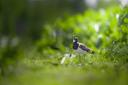 La Chasse dans le CHER: Découvrez des Paysages Magnifiques, une Faune Diversifiée et des Traditions Authentiques

Le département du Cher, situé au cœur de la région Centr