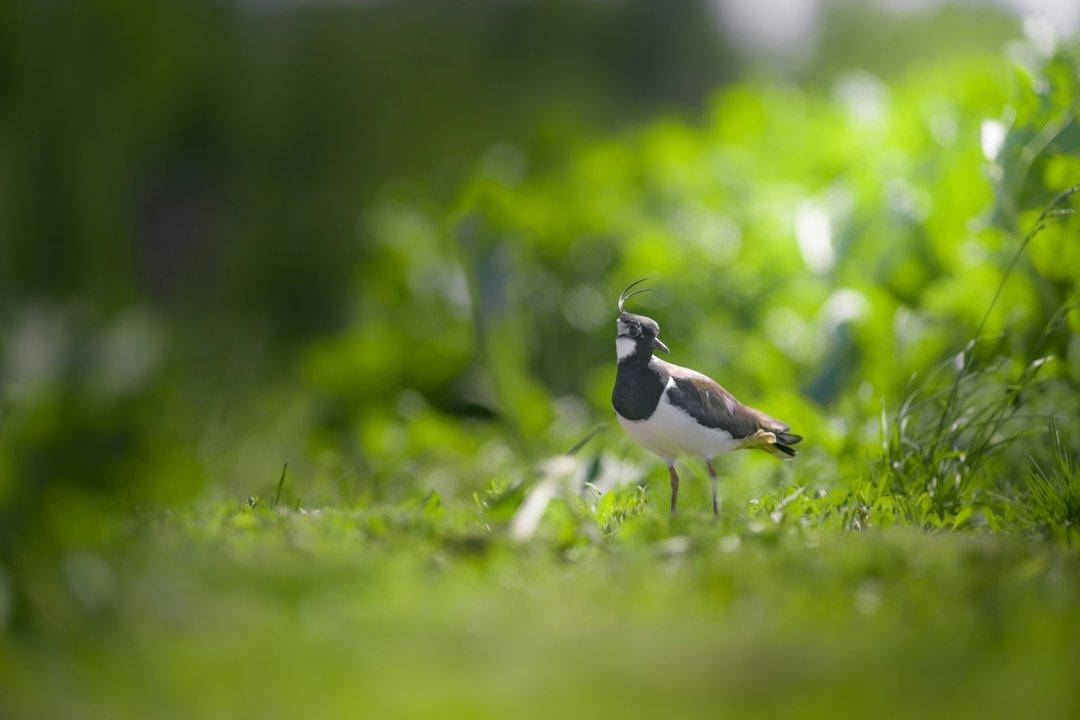La Chasse dans le CHER: Découvrez des Paysages Magnifiques, une Faune Diversifiée et des Traditions Authentiques
