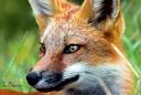 toujours beau a voir un renard ,malgré un maringuouin sur le bout du museau
laval 
juin 2023