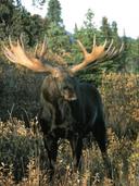 Behold!!!! The largest moose int the world, Alces alces gigas, found only in Alaska and parts of Northern Canada. This photo was taken by Dr. Vic Van Ballenberghe, the gr