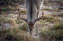 Hunting period!
Chad Stewart, with the Michigan Department of Natural Resources, said, "It's a very, like, day that's looked forward to by a lot of hunters. It's got a lo