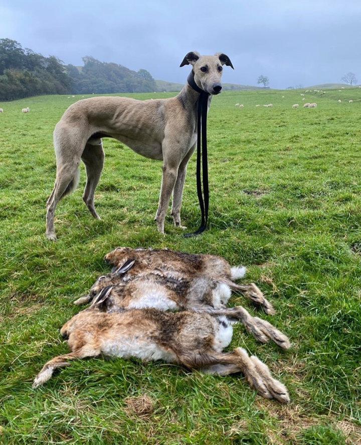 The Saluki: An Ancient Hunting Dog with Timeless Skill