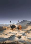 Skeleton Coast Namibia 

Solly Levi Wildlife Photography