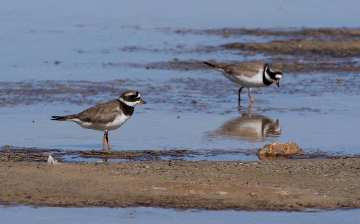 Hunting in the Moulouya River Wetlands: A guide for hunters.