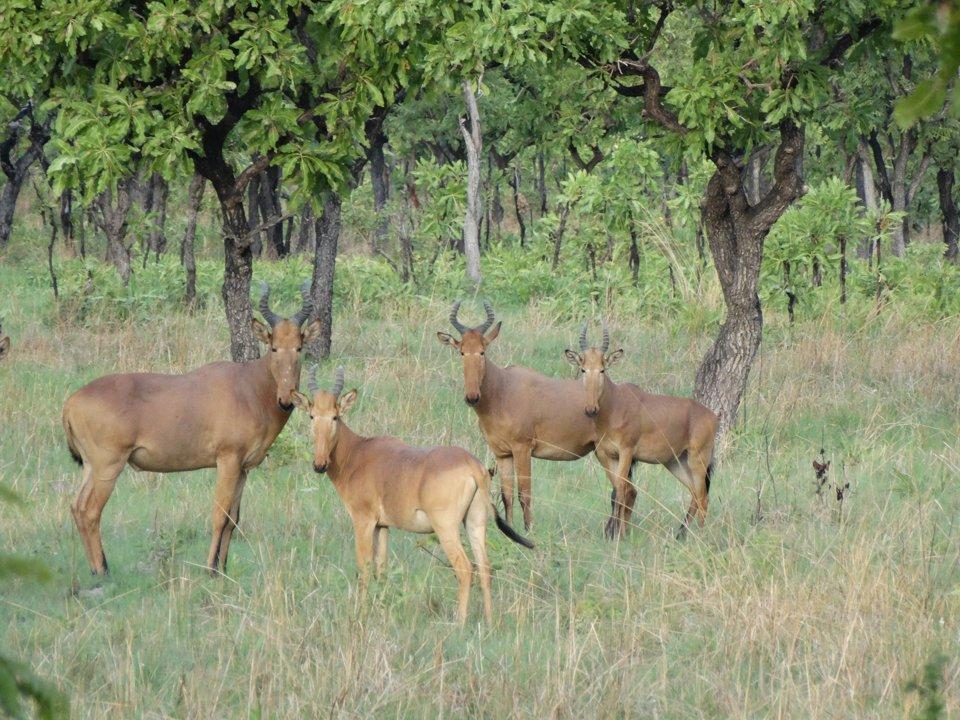 Hunting in Borgou: Clubs, Communities and Laws.