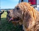 The Otterhound: A Hunter's Companion With a Nose for Adventure

As a seasoned hunter, I've always valued a good hunting dog by my side. Over the years, I've had the pleasure of working with many breeds, each with its own unique strengths. But today, I want to introduce you to a truly remarkable canine companion: the Otterhound.

A Dog With a Purpose

The Otterhound, as the name suggests, was originally bred to hunt otters. These aquatic predators were once considered a threat to fish stocks in England, and the Otterhound emerged as a specialist in their pursuit. But don't let the name fool you; the Otterhound is more versatile than you might think. While they excel in water, their stamina, powerful nose, and determination make them capable hunters on land as well.

What Can an Otterhound Hunt?

While traditionally used for otter hunting (now illegal in many places), today's Otterhounds can be trained to hunt:

Raccoons: Their tracking abilities and determination make them well-suited for trailing raccoons.

Small Game: Otterhounds can also be trained to hunt rabbits, squirrels, and other small game animals.

Waterfowl: With their love for water and strong swimming abilities, some Otterhounds have been used for waterfowl retrieval.

Other Varmints: They can be effective in controlling populations of groundhogs and other nuisance animals.

Characteristics and Care: The Rugged and Rowdy

The Otterhound is a large, rugged breed with a distinctive appearance. They are known for their:

Size: Otterhounds typically stand 24-27 inches tall and weigh 65-115 pounds.

Coat: Their double coat is dense and water-resistant, providing insulation in cold water. Regular brushing (2-3 times a week) is essential to prevent matting.

Temperament: Otterhounds are known for being friendly, boisterous, and independent. They have a playful nature and get along well with children and other dogs.

Exercise Needs: Otterhounds need a significant amount of exercise to stay happy and healthy. Daily walks, runs, or swims are a must.

Grooming

Keep an eye on their ears, as they are prone to infections. Weekly cleaning with a vet-approved ear cleaner is recommended. They don’t need frequent baths, but it is important to brush them regularly to prevent matting.

Training for the Hunt: Unleashing the Natural Instinct

Otterhounds have a strong hunting instinct, but they require consistent training to channel that instinct effectively. Here's my approach:

Start Early: Begin basic obedience training as soon as you bring your Otterhound puppy home.

Positive Reinforcement: Use positive reinforcement techniques, such as treats and praise, to motivate your dog.

Introduce Scents: Expose your Otterhound to the scents of the animals you want them to hunt.

Tracking Games: Play tracking games in the yard or field to develop your dog's scent-tracking abilities.

Water Work: If you plan to use your Otterhound for waterfowl hunting, introduce them to water early and make it a positive experience.

Drills to Sharpen Hunting Skills

To hone your Otterhound's hunting skills, try these drills:

Scent Dragging: Drag a scent trail (using a piece of fur or a scent lure) and have your Otterhound follow it. Gradually increase the distance and complexity of the trail.

Blind Retrieves: Have your Otterhound retrieve objects from a hidden location. This will help them develop their scent-tracking and retrieving skills.

Water Retrieves: If you plan to hunt waterfowl, practice retrieving dummies or birds from the water.

Obedience in the Field: Practice basic obedience commands (such as "sit," "stay," and "come") in the field to maintain control of your Otterhound during the hunt.

A Loyal and Unique Companion

The Otterhound is not for everyone. They require a dedicated owner who can provide them with the exercise, training, and attention they need. But for the right hunter, the Otterhound is an incredibly rewarding companion. Their unwavering determination, powerful nose, and love for the hunt make them a valuable asset in the field.

Disclaimer:

Always check your local regulations regarding hunting with dogs and ensure that otter hunting is legal in your area.

Work with a qualified dog trainer to develop a training program that is tailored to your Otterhound's individual needs.

https://m.uh.app/organizations/huntingdogs