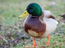 DUCK (MALLARD)

The mallard is a large and heavy looking duck. It has a long body and a long and broad bill. The male has a dark green head, a yellow bill, is mainly purple-brown on the breast and grey on the body. The female is mainly brown with an orange bill.
 
It breeds in all parts of France and likes wetland habitats, although they are found in uplands areas.
In some of our properties there are thousands of ducks (mallard) and when they are very high, it is always a big challenge!