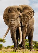 Elephant Hunting in Botswana: A Hunter's Guide

Botswana, known for its vast wilderness, offers a unique opportunity for experienced hunters: elephant hunting. While cont