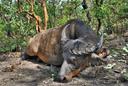 Hunting in Donga: A Comprehensive Guide for Hunters – Exploring Opportunities, Challenges, and Conservation Efforts (PART 1)

Nestled in northern Benin, the Donga region 