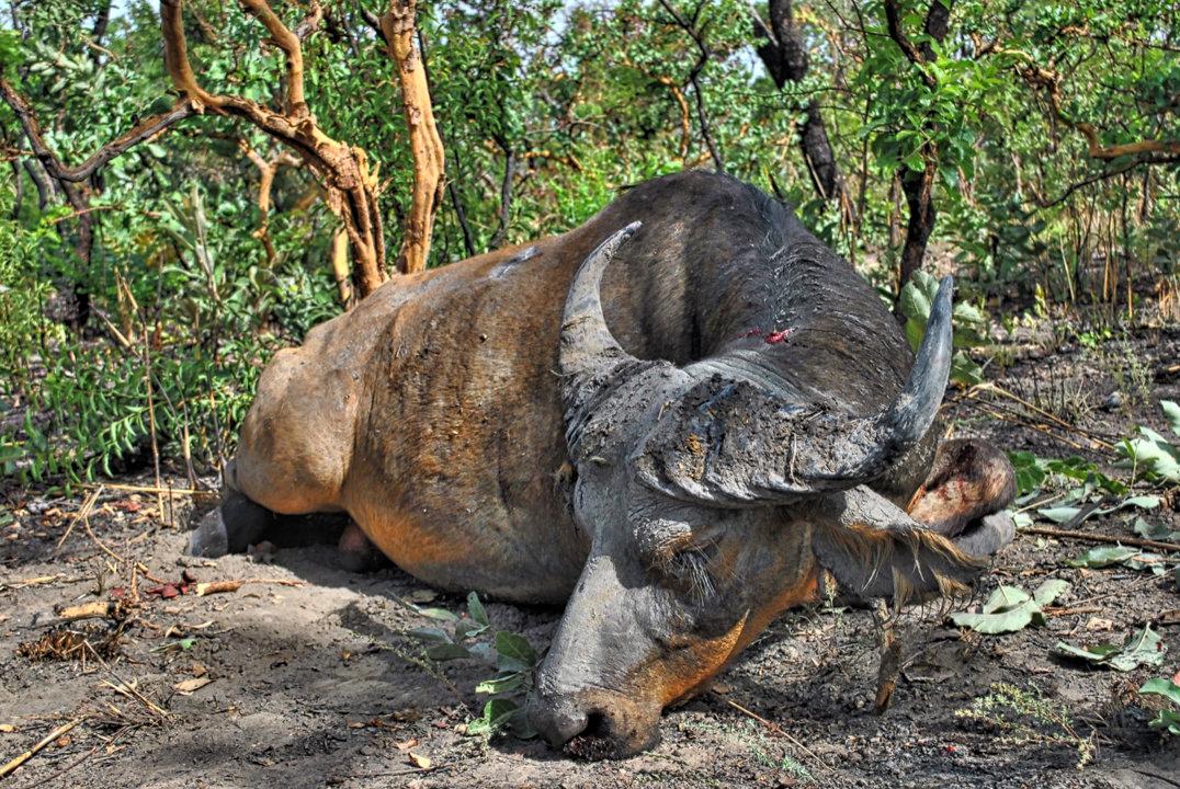 Hunting in Donga: A Comprehensive Guide for Hunters – Exploring Opportunities, Challenges, and Conservation Efforts (PART 1)