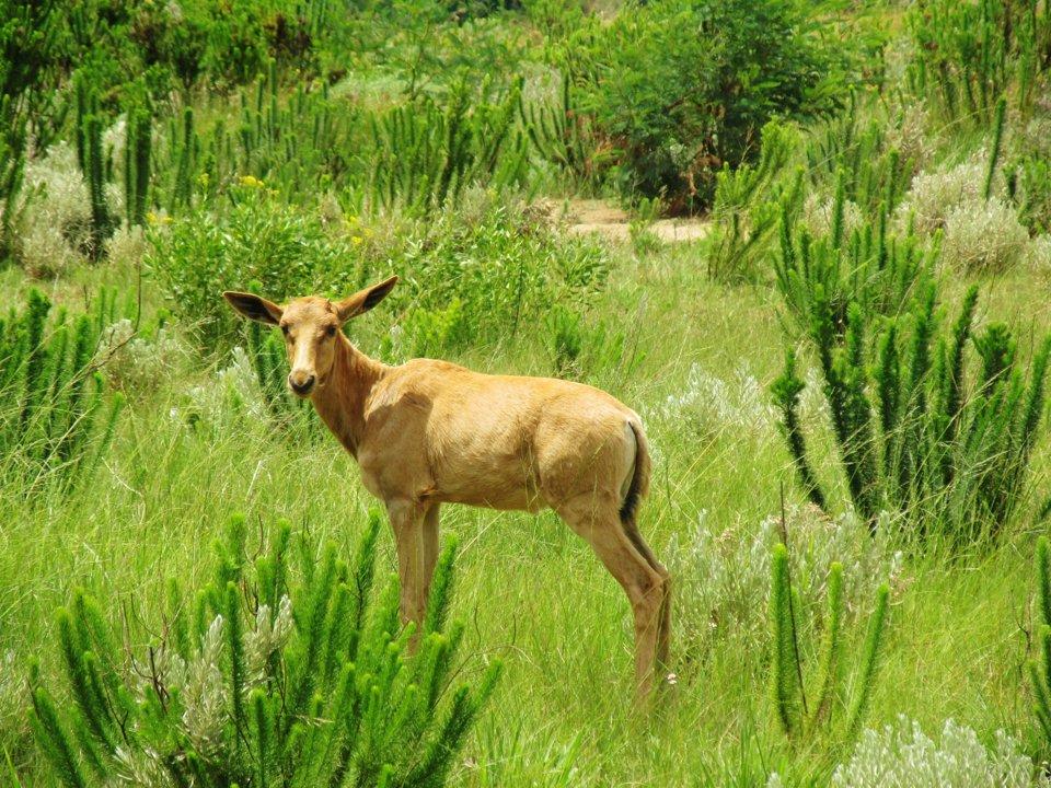 Hunting in Kaolack, Senegal: Discover Savannas, Wetlands, Wildlife, Laws, Clubs, Traditions and Conservation efforts